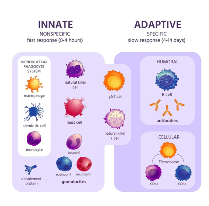 Innate vs Adaptive Immunity