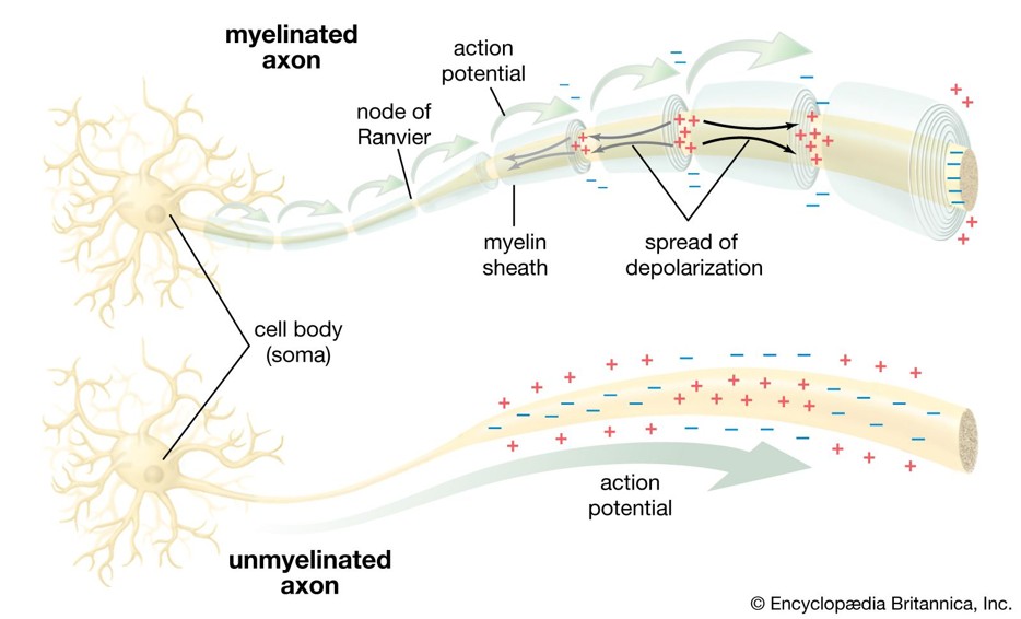 Neuronal Structure